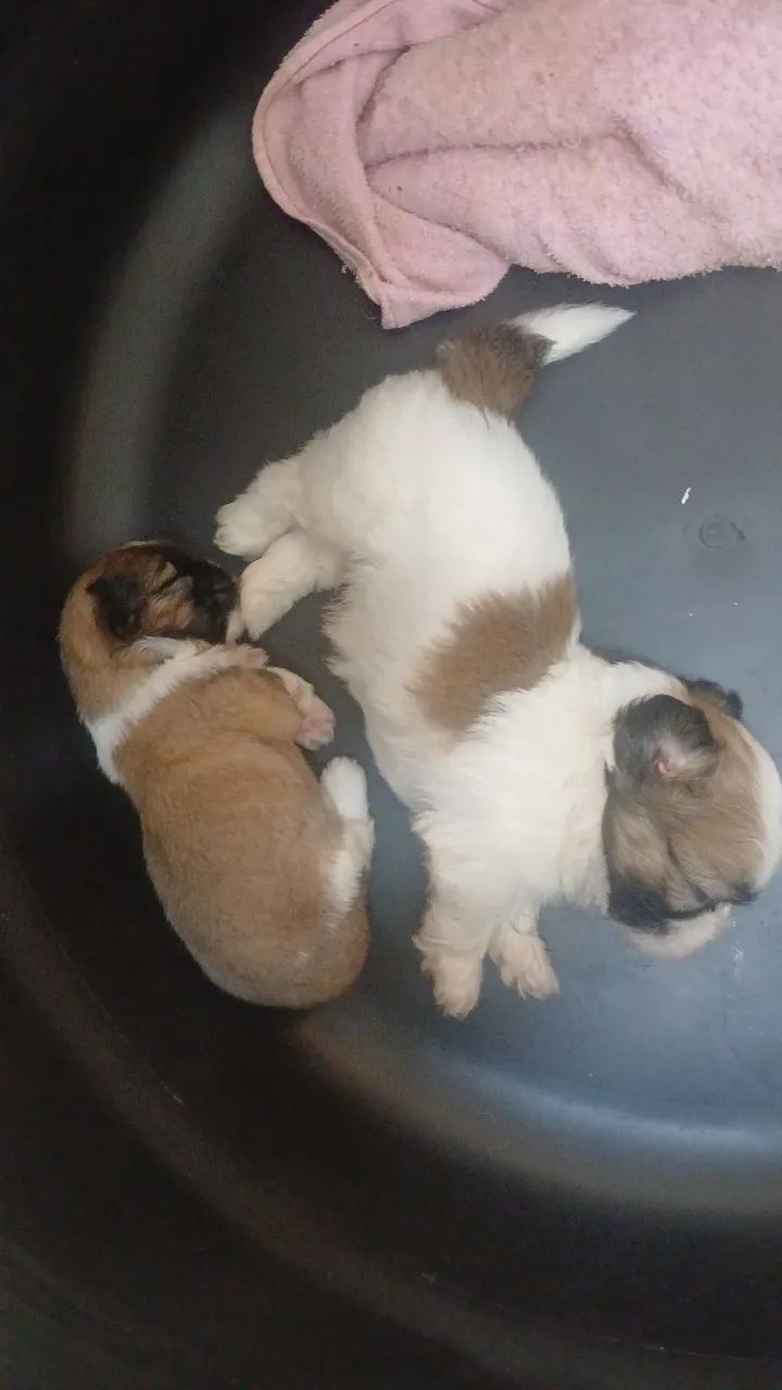 Filhote de shitzu machos ja disponível  - Foto 2