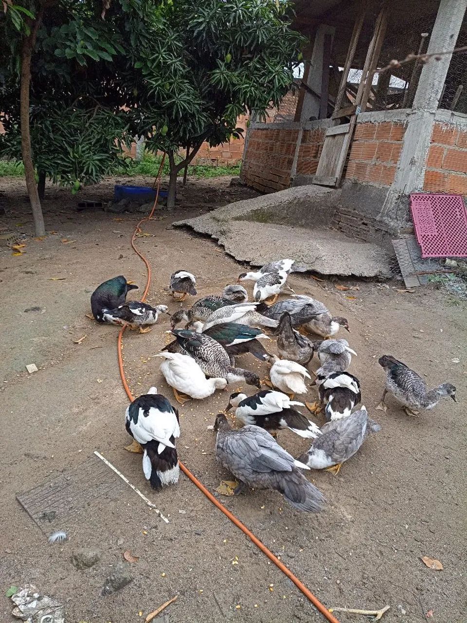 Patos saudáveis 