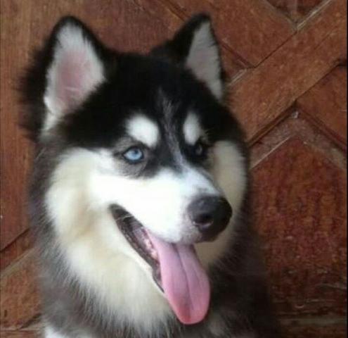 Husky siberiano wolly - Foto 5