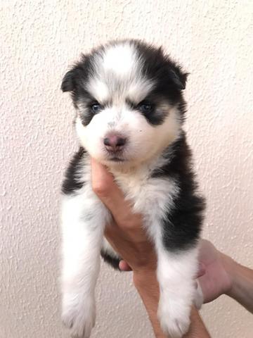 Husky siberiano wolly