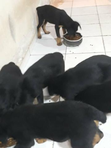 Vende -se filhote de Rotwalle puro