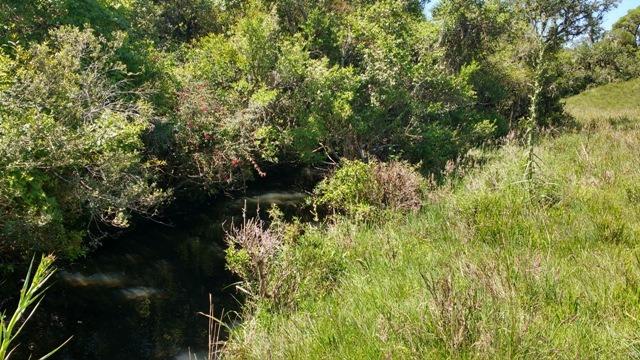 Chácara 3,0 Ha Apanhador - Foto 4