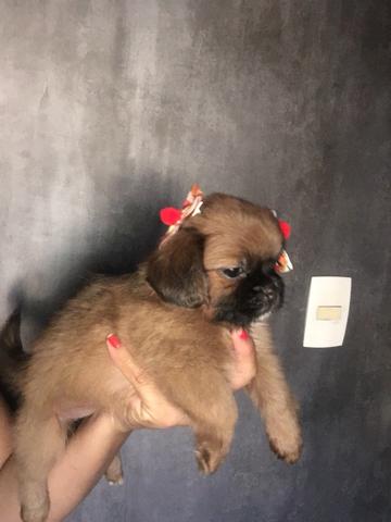 Lhasa apso