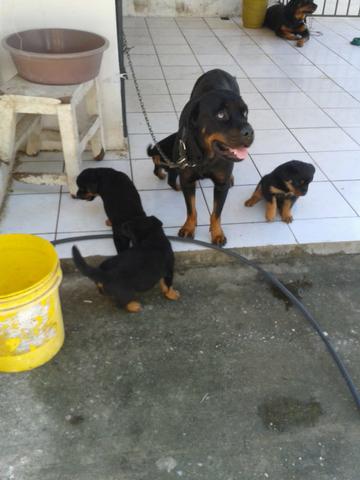 Filhote de rottweiller
