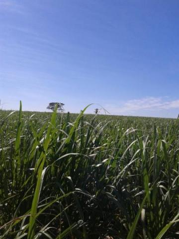 Sítio para venda em batatais, rural - Foto 10