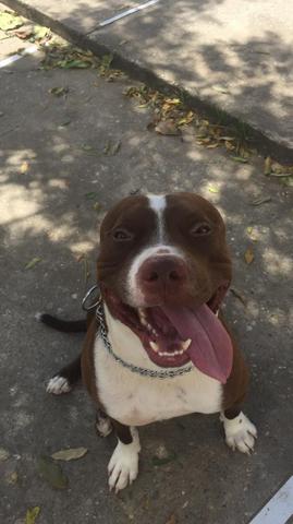 Pit Bull