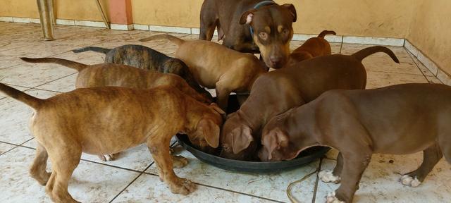 Filhotes de Pitbull machos e fêmeas - Foto 6