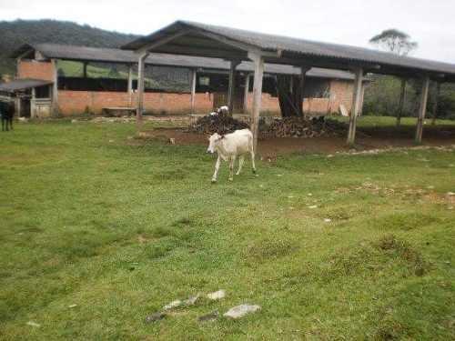 Terreno Rural Sitio /Chácara com 5,5 alqueires (porteira fechada) ótima localização - Foto 6