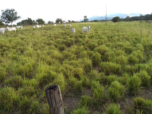 Excelente Fazenda de 1.955,79 Hectares em Formosa-GO - Foto 3