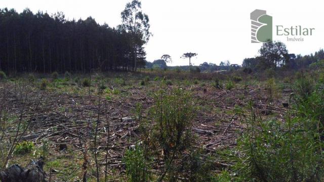 Chácara no campo largo da roseira, são josé dos pinhais - ar0020. - Foto 2