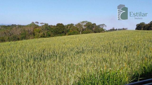 Chácara na faxina, são josé dos pinhais - ar0018. - Foto 8