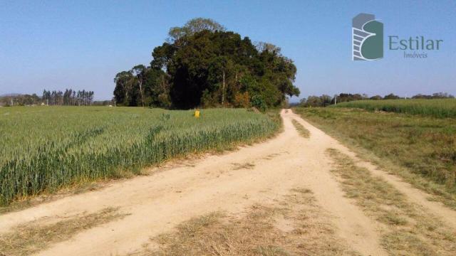 Chácara na faxina, são josé dos pinhais - ar0018. - Foto 5