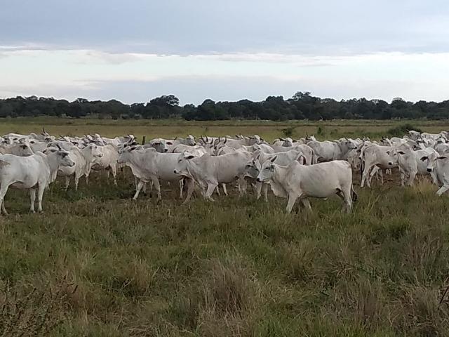Excelente Fazenda de 1.955,79 Hectares em Formosa-GO