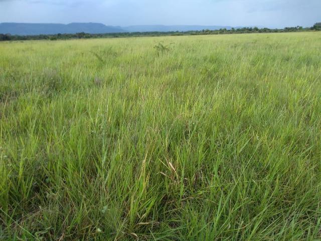 Excelente Fazenda de 1.955,79 Hectares em Formosa-GO - Foto 5
