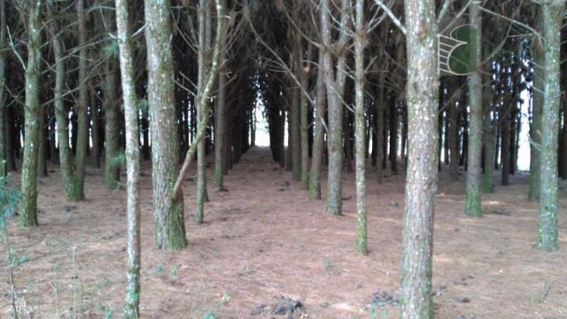 Chácara no campo largo da roseira, são josé dos pinhais - ar0019. - Foto 2