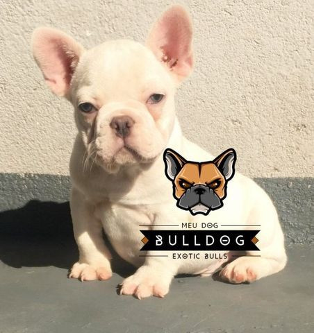 Bulldog frances blue platinum - Foto 3