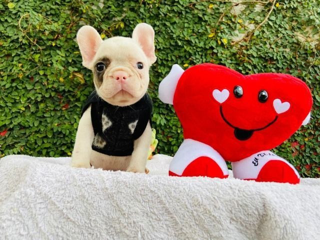 Bulldog frances branco e fulvo macho - Foto 3
