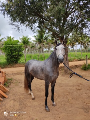 Cavalo manga larga Machador 