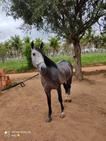 Cavalo manga larga Machador 