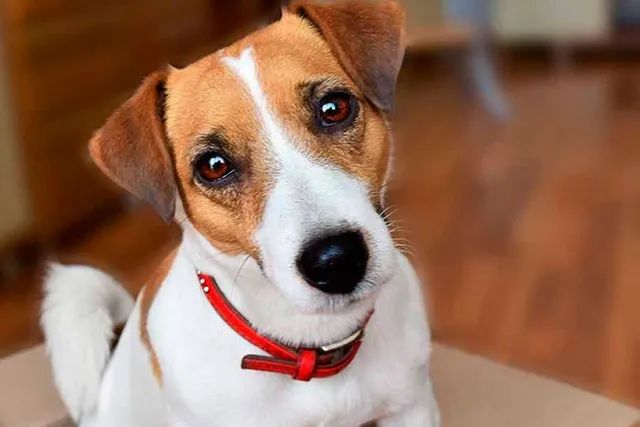 Filhote de Jack Russell Terrier - Vacinado e com Pedigree - 12x no Cartao