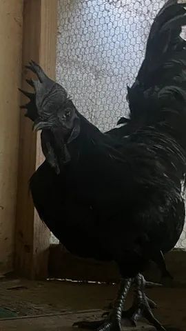 Galo Ayam Cemani  - Foto 2