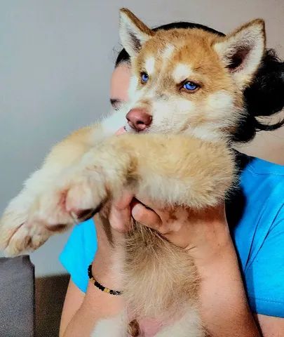 Filhotes de Husky Siberiano wooly. Promoção única. - Foto 5