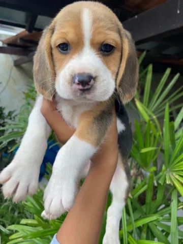  Ótimo padrão de beagle com pedigree e vacina importada 