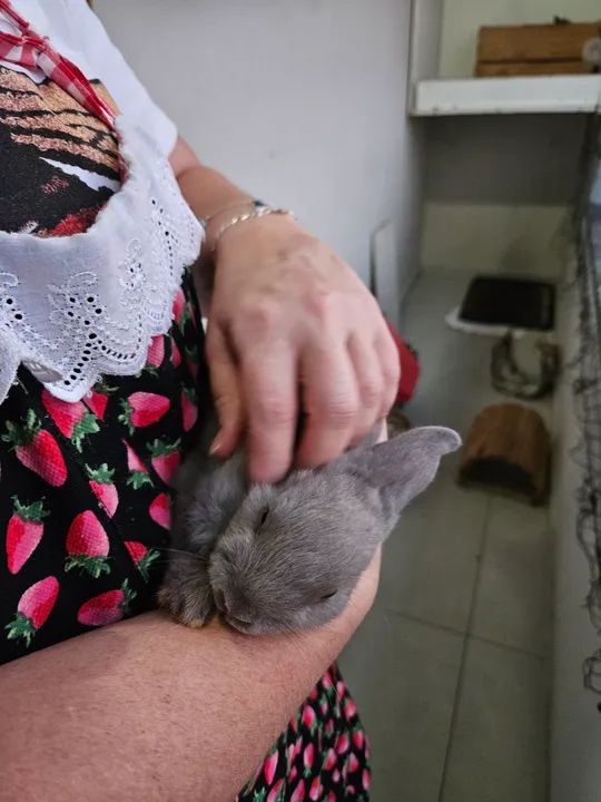 Coelho mini anão  - Foto 4