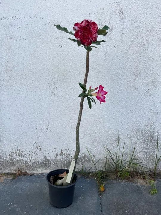 Rosa do deserto enxertada multipetalas  - Foto 3