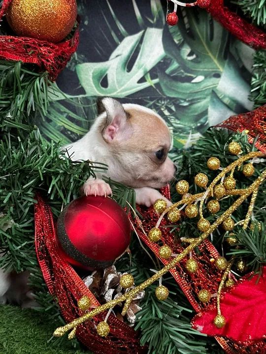 Micros chiuauas, machinho 1.900  - Foto 3