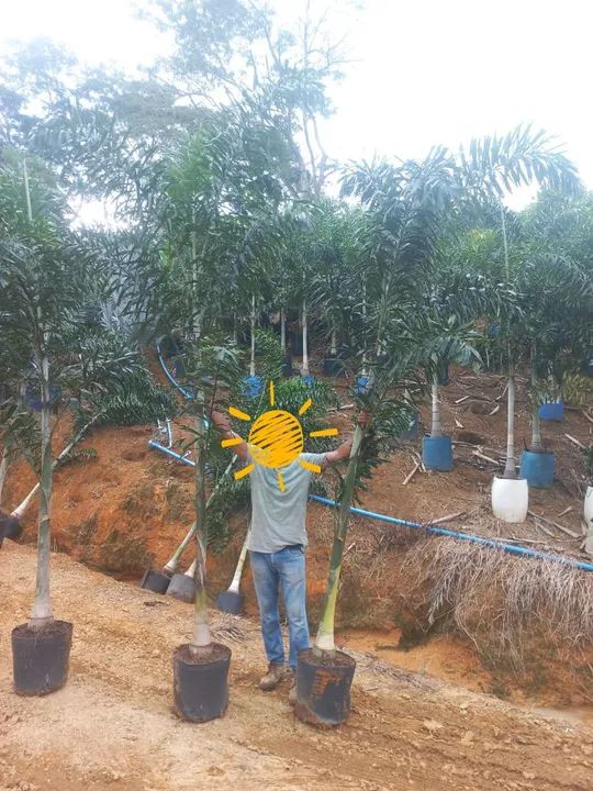 Rabo de raposa  - Foto 3