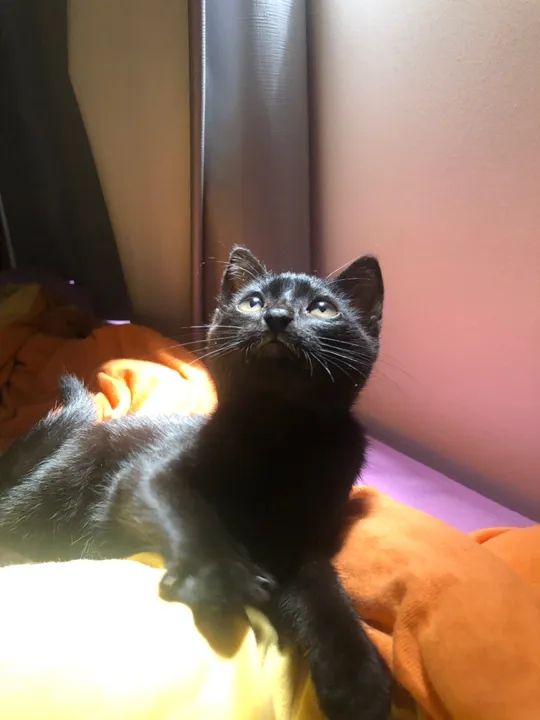 Gatinha Adorável para Adoção