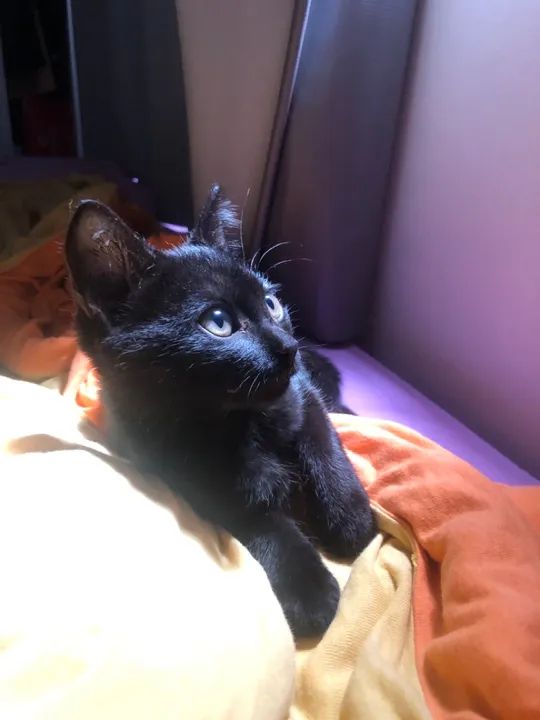 Gatinha Adorável para Adoção - Foto 3