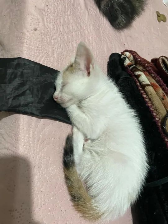 Gato fêmea doacao  - Foto 2