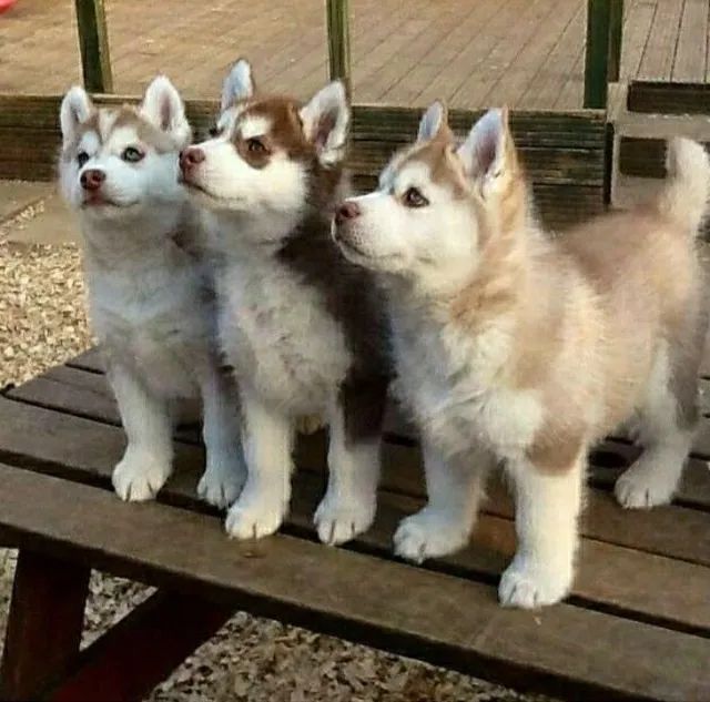 Husky Siberiano livre e leal