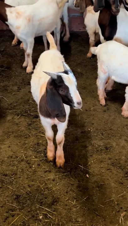 Cabrito reprodutor Boer puro desmamado - Foto 3