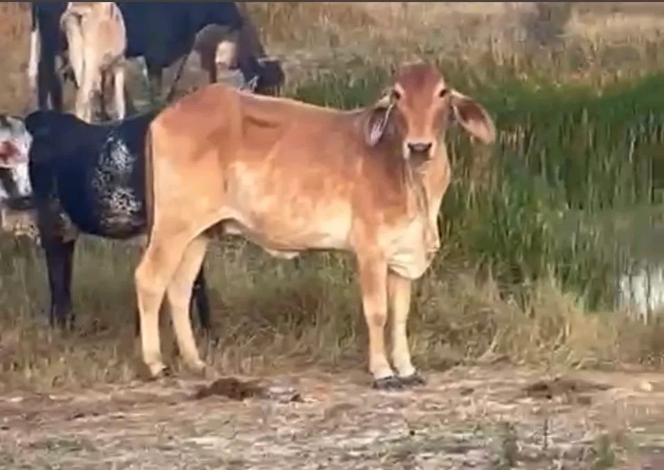 Novilhas, bezerros, Garrotes R$ 300@ - CRIA ABATE LEITE - Foto 2