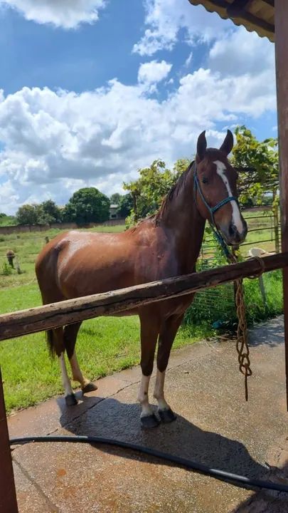 Égua treinada para salto - Foto 3
