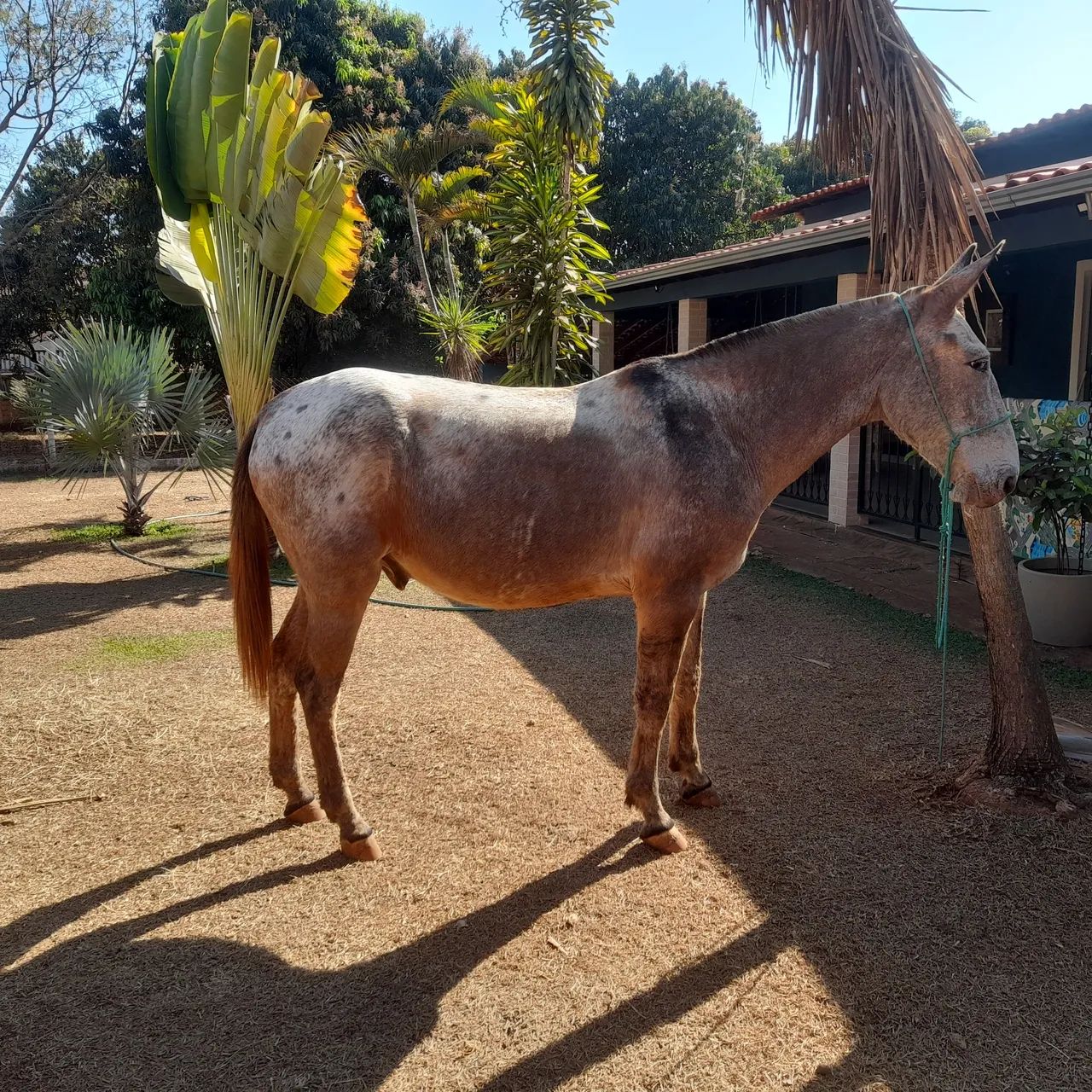 Burro manso - Foto 2