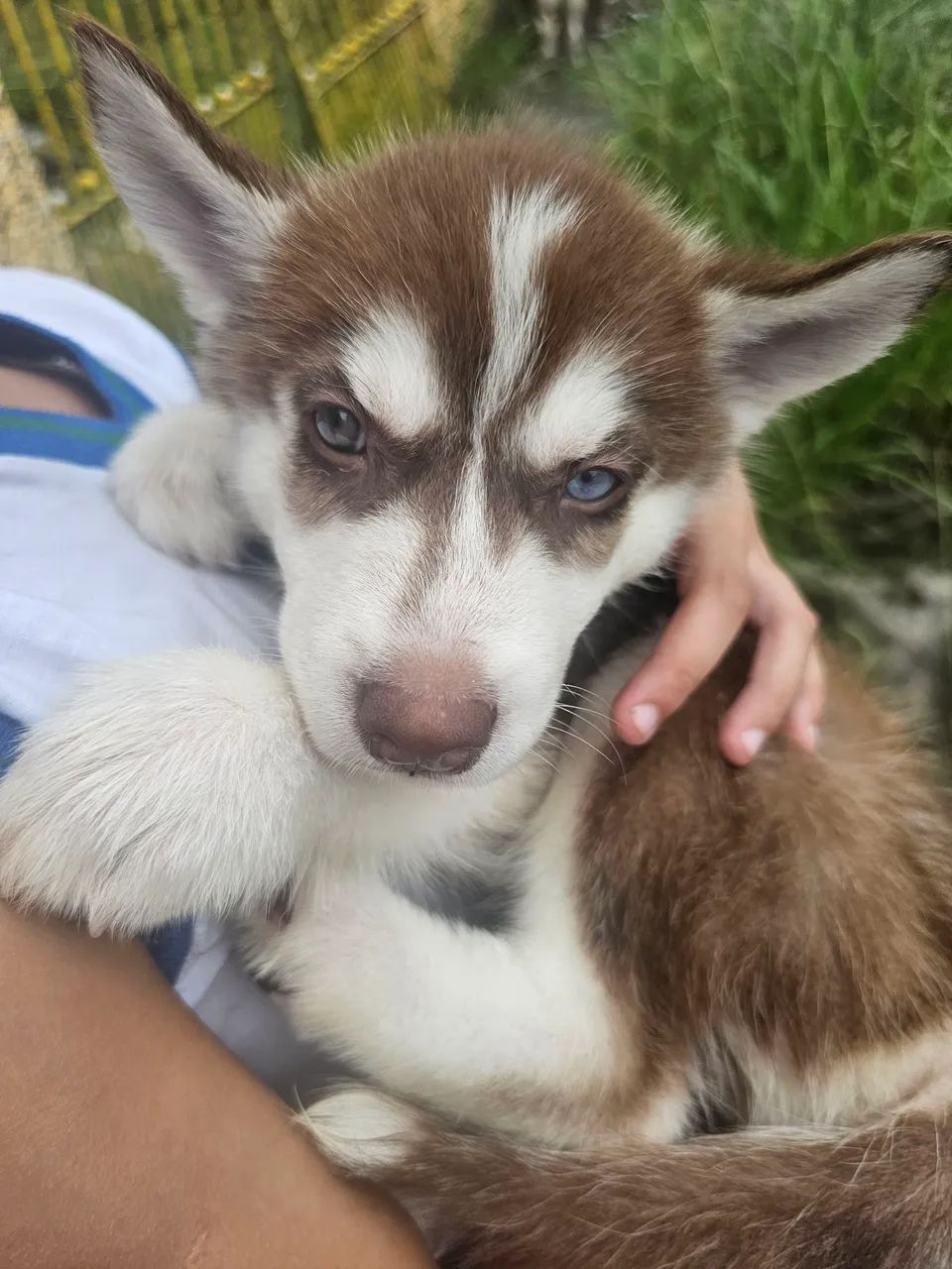 Husky siberiano  - Foto 2