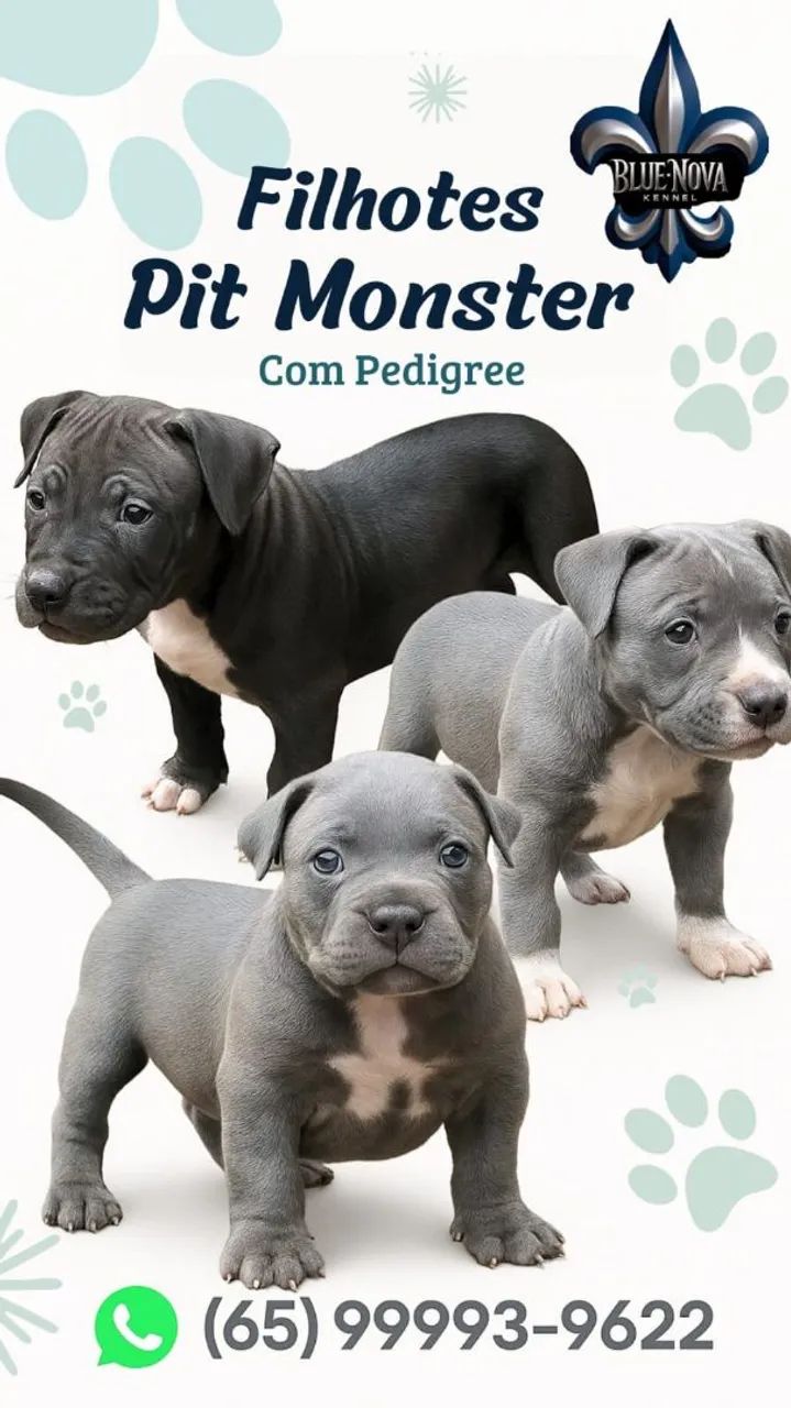 Filhotes Pit Monster com Pedigree a partir de R$1000,00