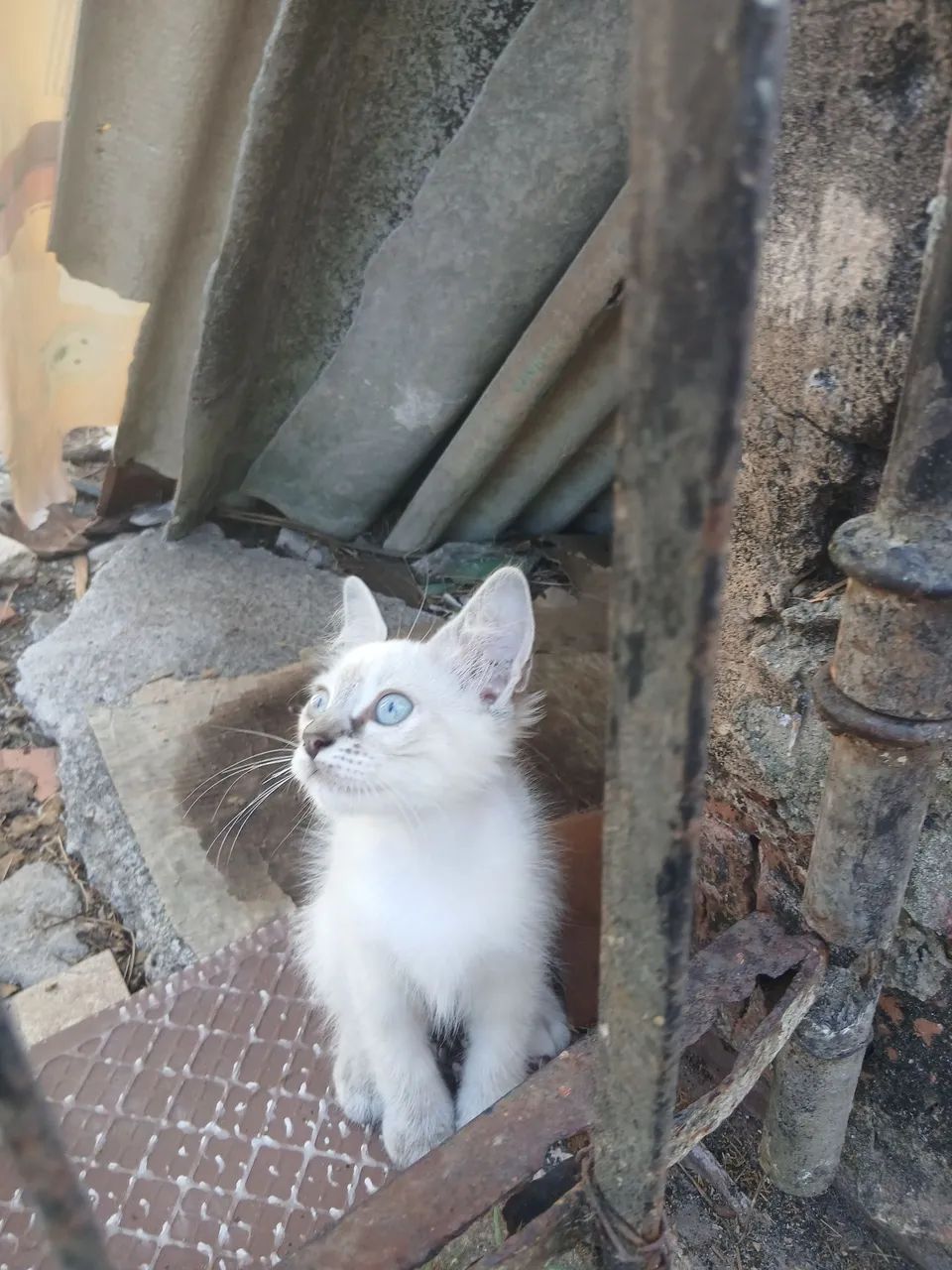 Gatinha para Adoção  - Foto 4