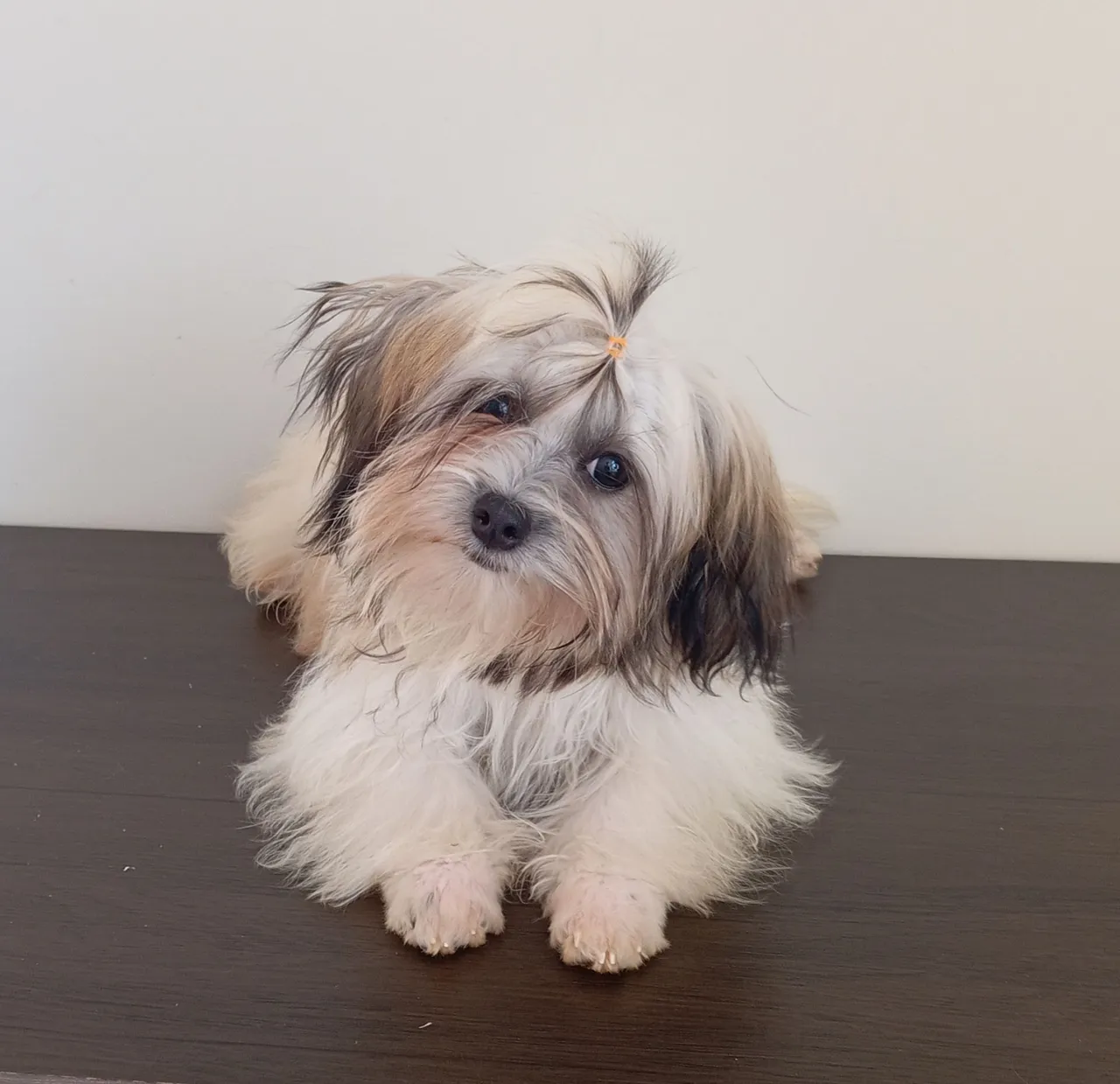 Filhote Shih Tzu para Adocão