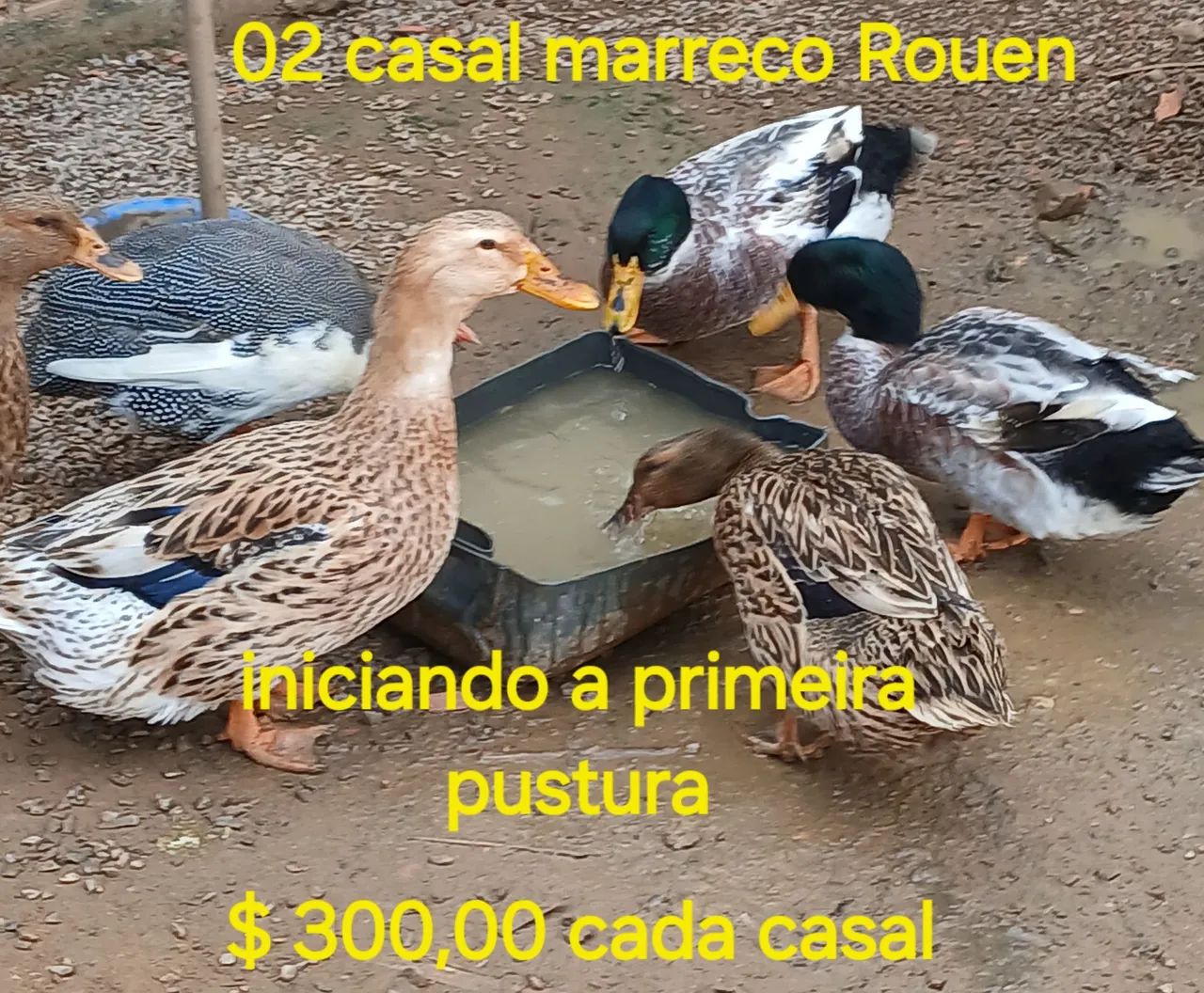 Casal de Patos Marreco Rouen