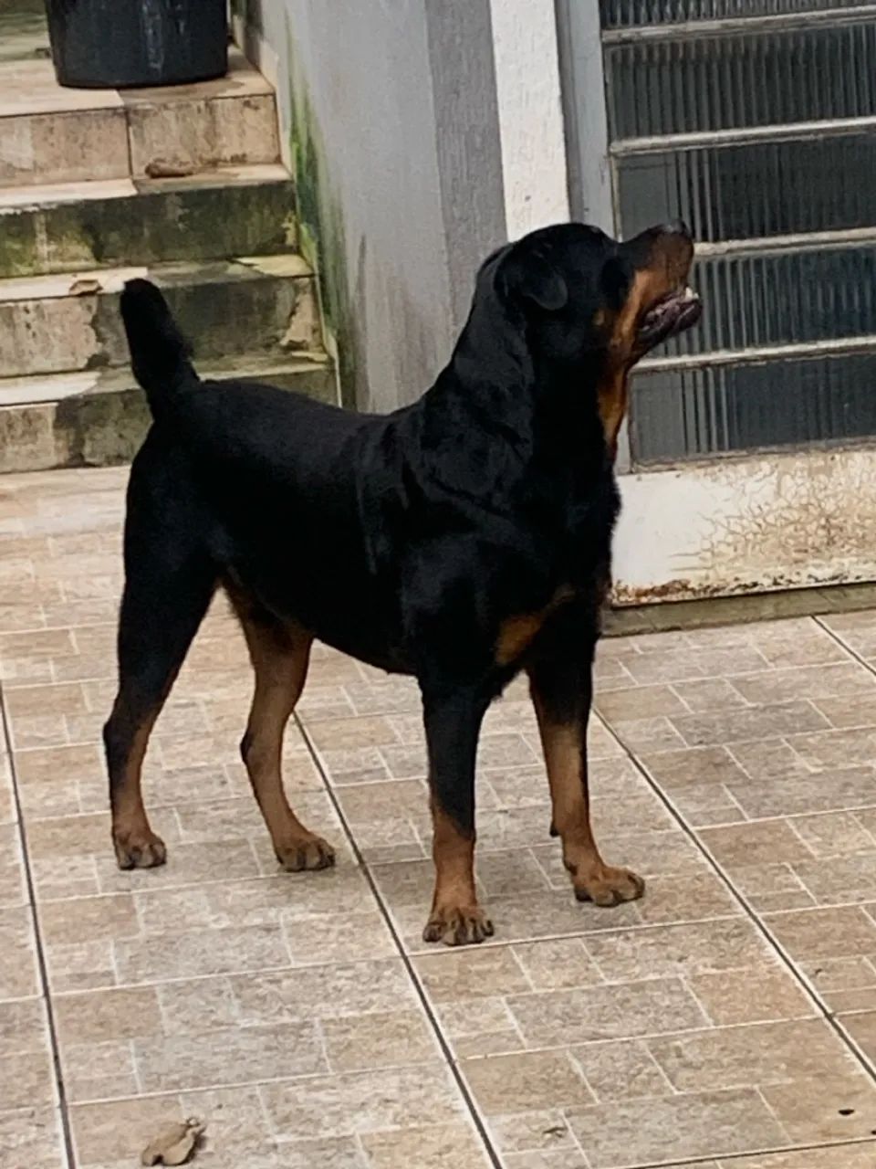 Filhotes de Rottweiler - Foto 3