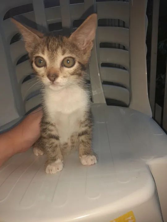 Gata a doação  - Foto 2