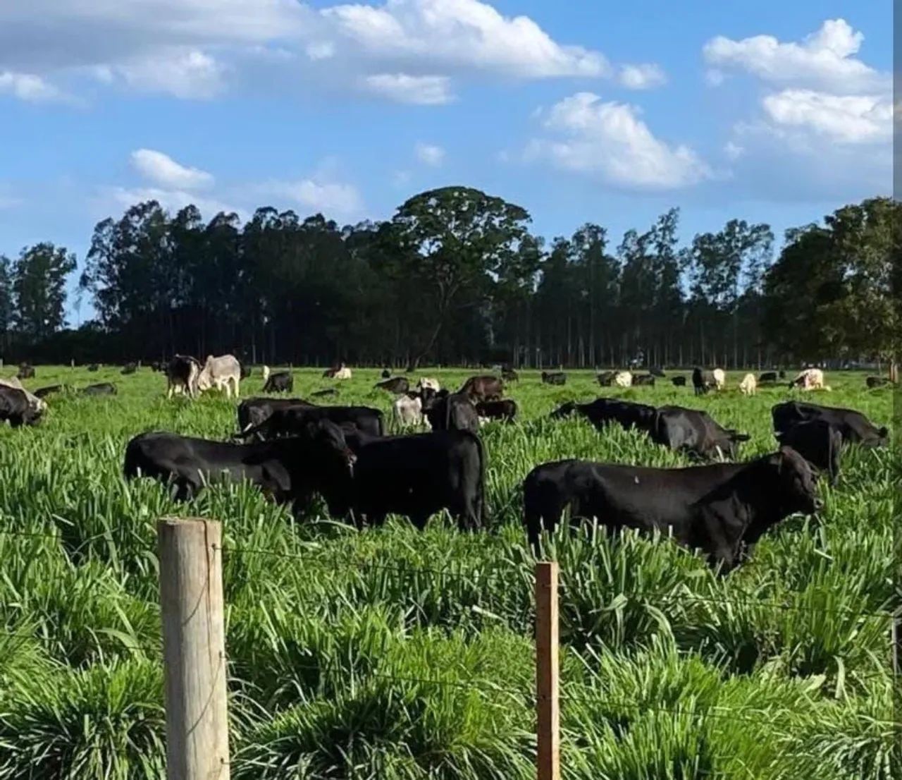 Fazenda em nova Andradina  - Foto 3