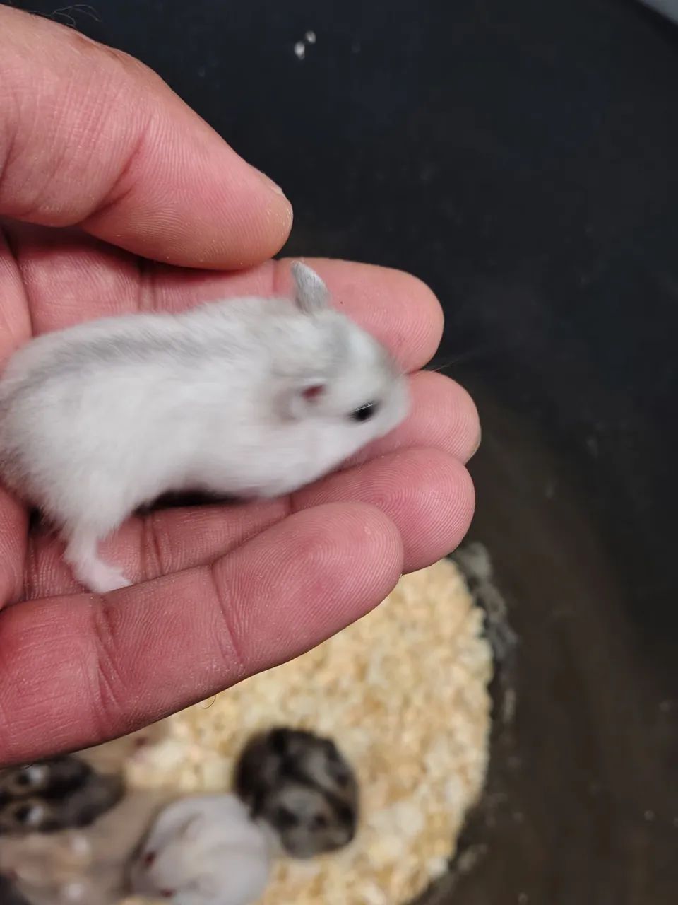 Filhotes de hamster Anão Russo (Chinês) - Foto 3