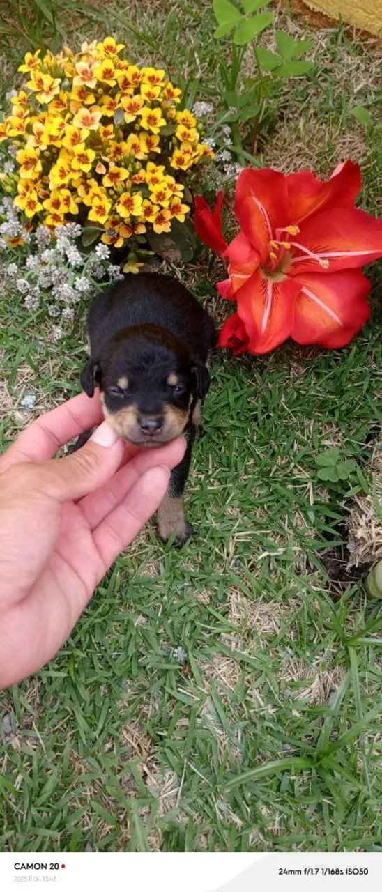 Pinscher fêmeas chocolate - Foto 5