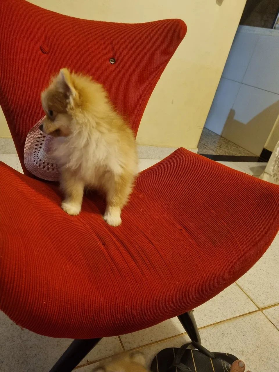 Spitzs Alemão anão fêmea  - Foto 3